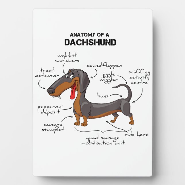 Plaque Photo Anatomie D'Un Dachshund - Drôle Chien (Devant)