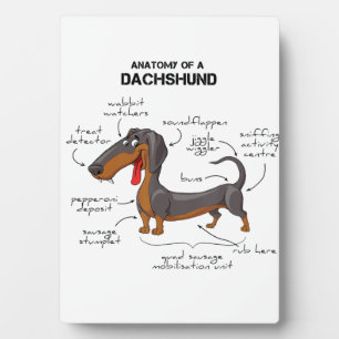 Plaque Photo Anatomie D'Un Dachshund - Drôle Chien