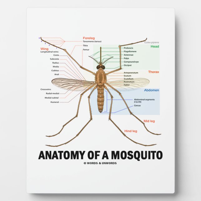 Plaque Photo Anatomie D'Un Moustique (Entomologie) (Devant)