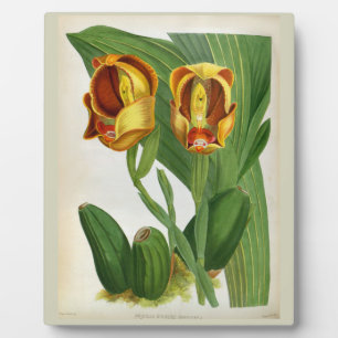 Plaque Photo Anguloa Ruckerii Sanguine Lindenia Orchid
