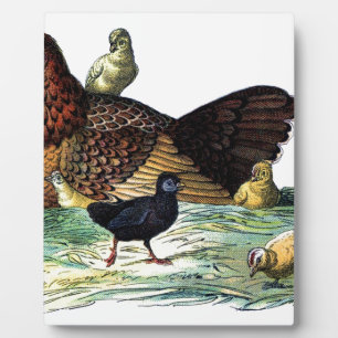 Plaque Photo Animal de cru de poulets