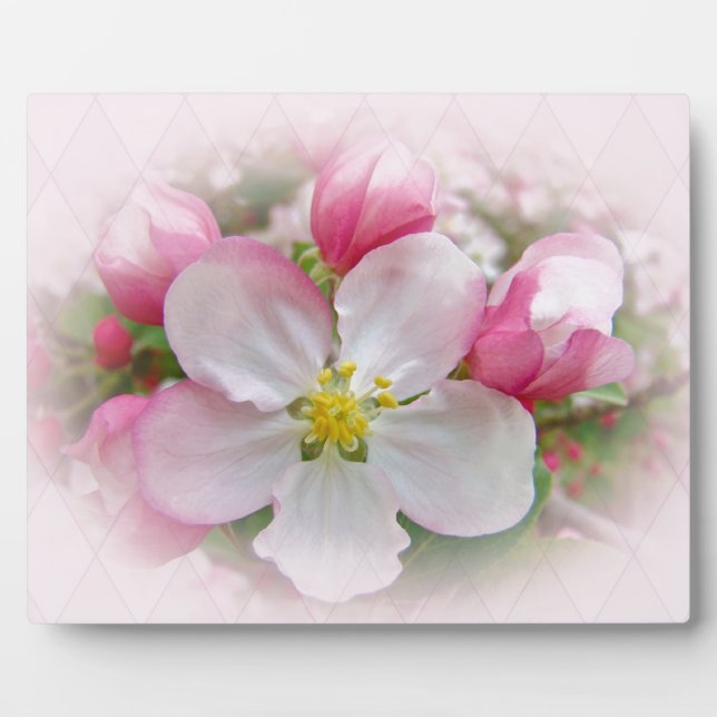 Plaque Photo Apple Blossom Time (Devant)