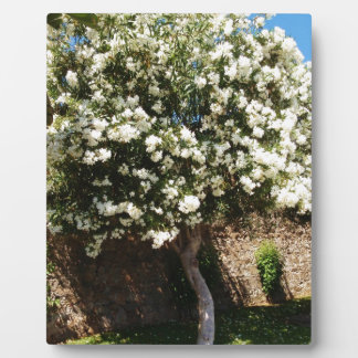 Plaque Photo Arbre De Jasmin En Fleur
