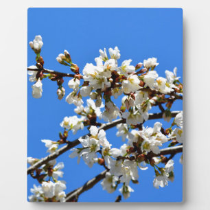 Plaque Photo Arbre de printemps blanc fleuri blanc