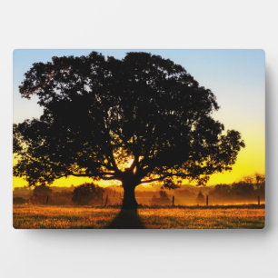 Plaque Photo Arbre du matin