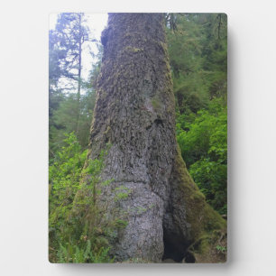 Plaque Photo Arbre géant d'épinette, Cap Perpetua, OU