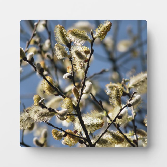 PLAQUE PHOTO ARBRE SAUVAGE (Devant)