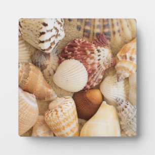 Plaque Photo Arrangement de coquillage