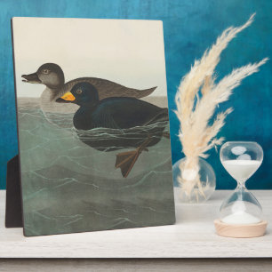Plaque Photo Audubon American Scoter Duck Classic
