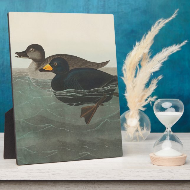 Plaque Photo Audubon American Scoter Duck Classic (Côté)