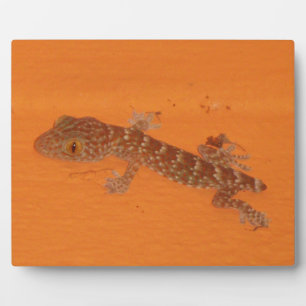 Plaque Photo Baby Tokay Gecko