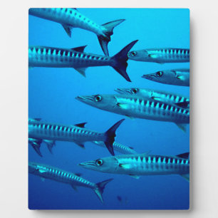 Plaque Photo barracuda plongée mer profonde océan eau tropicale