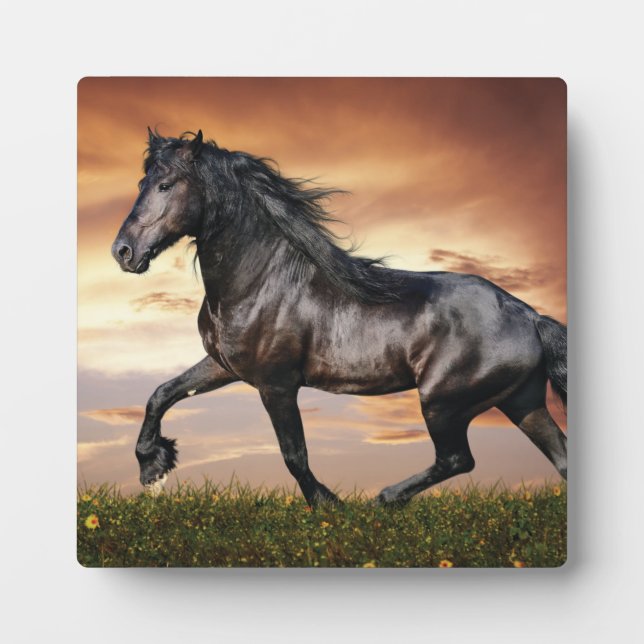 Plaque Photo Beau Cheval Noir (Devant)