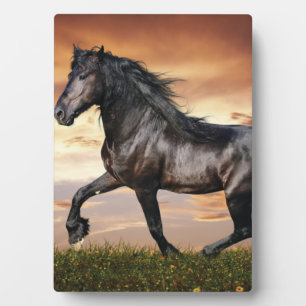 Plaque Photo Beau Cheval Noir