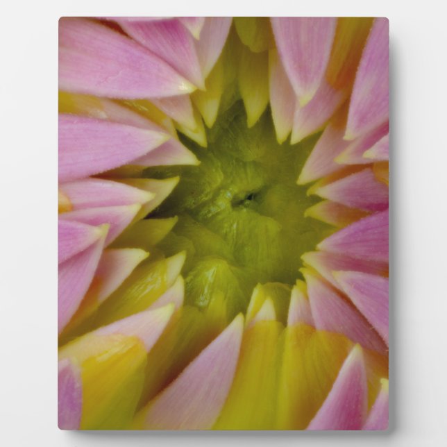 Plaque Photo Beau dahlia (Devant)