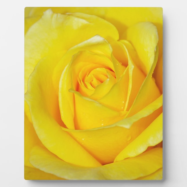 Plaque Photo Beau pétales de rose jaune (Devant)