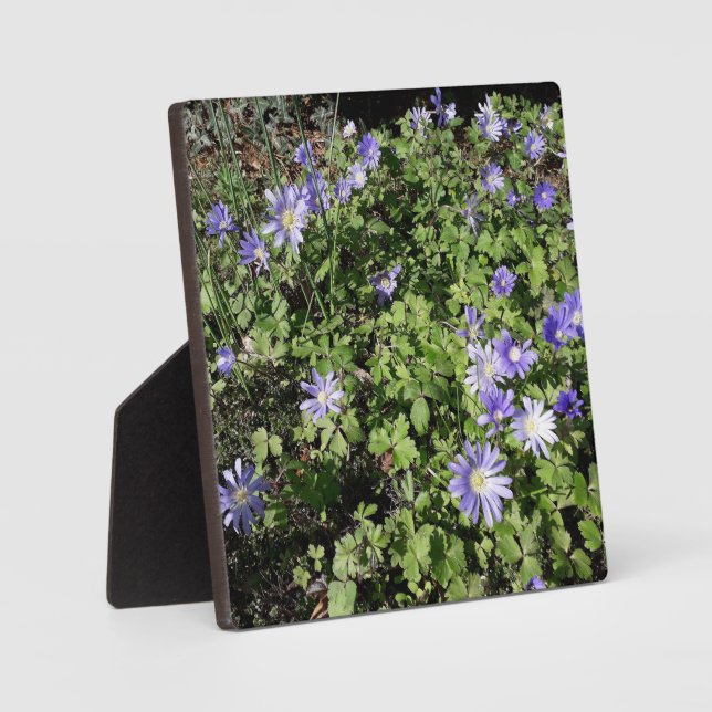 Plaque Photo Beaucoup de fleurs (Recto)