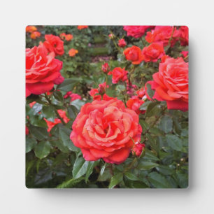 Plaque Photo Beaux Roses, Portland, Oregon