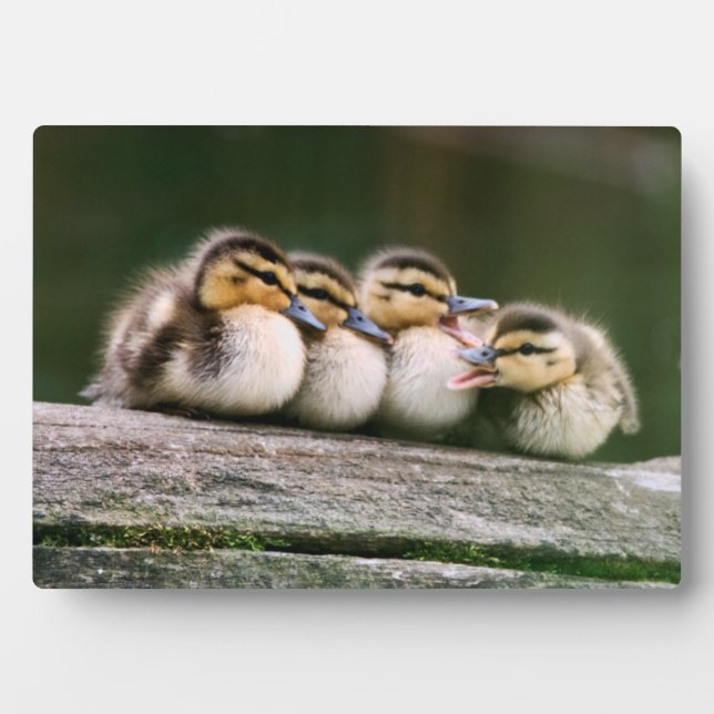 Plaque Photo Bébé Canards (Devant)
