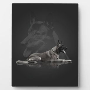 Plaque Photo Belgian shepherd
