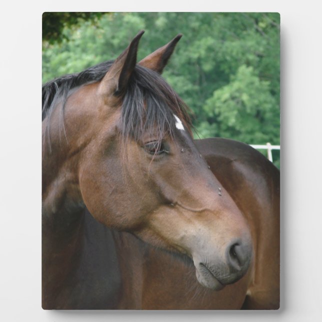 Plaque Photo Belle Baie Horse (Devant)