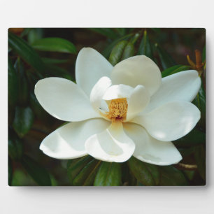 Plaque Photo Belle Fleur de Magnolia Blanche