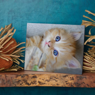 Plaque Photo Belle Tabby Kitten Orange