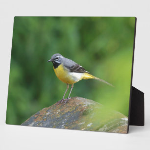 Plaque Photo Bergeronnette grise - oiseau