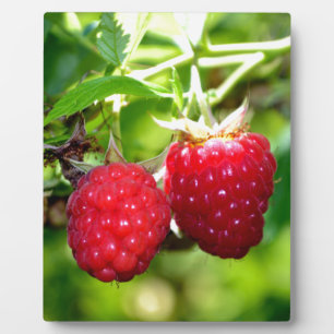 Plaque Photo Beurre mûre photo Framboises framboises