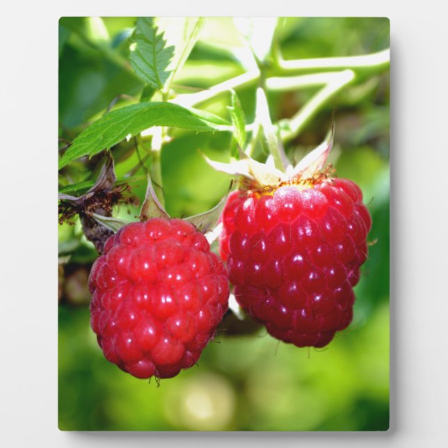 Plaque Photo Beurre mûre photo Framboises framboises (Devant)