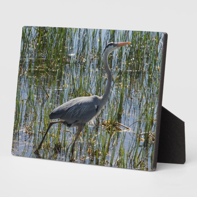 Plaque Photo Bird Great Blue Heron Photo (Côté)