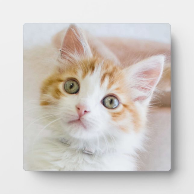 Plaque Photo Bleu doux Kitty Eyed (Devant)