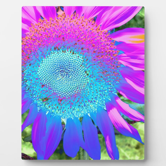 Plaque Photo Bleu rose rétro tournesol funky photo (Devant)