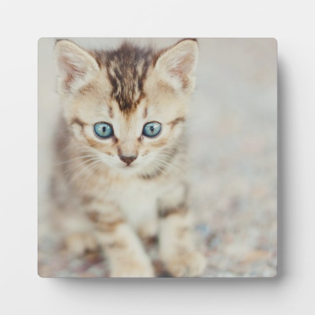 Plaque Photo Blue Eyed (Devant)