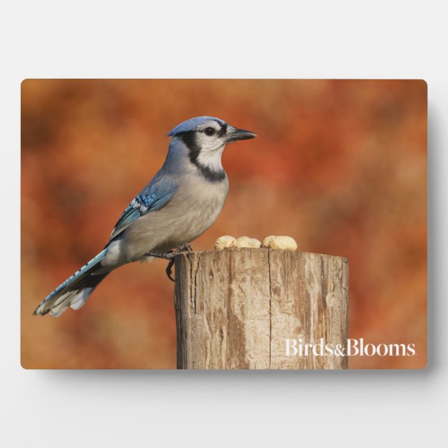 Plaque Photo Blue Jay (Devant)