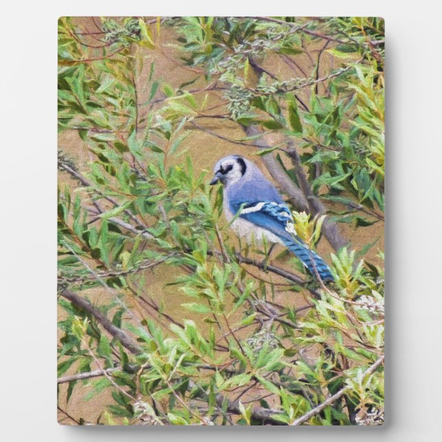 Plaque Photo Blue Jay sur Southern Wax Myrtle (Devant)