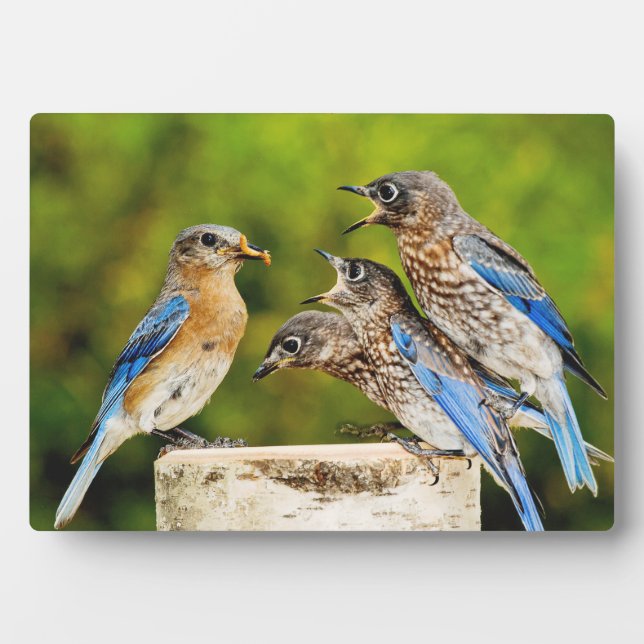 Plaque Photo Bluebird (Devant)