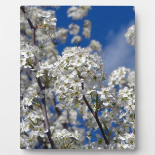 Plaque Photo Bradford Pear Blooms