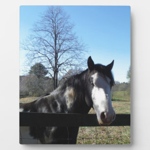 Plaque Photo Brown &blanc, Cheval Peint, ciel bleu vif