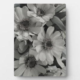 Plaque Photo Brown Eyed Susan Flowers