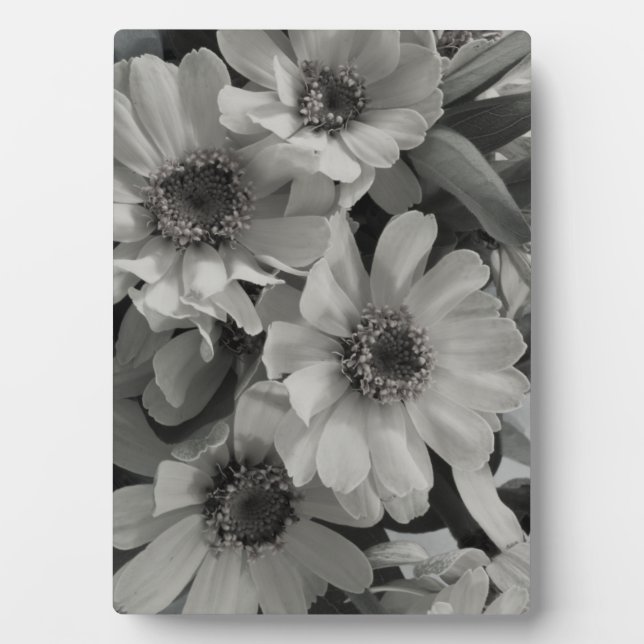 Plaque Photo Brown Eyed Susan Flowers (Devant)
