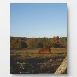 Plaque Photo Brown horse in the Sun