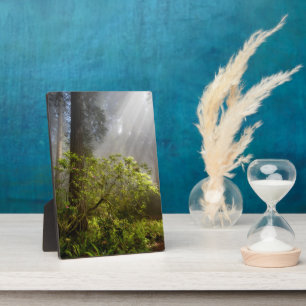 Plaque Photo Brume matinale sur Rhododendron