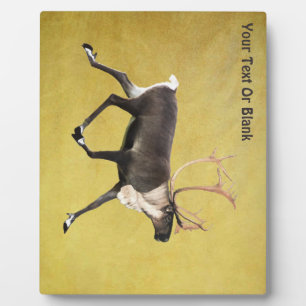 Plaque Photo Bull Caribou