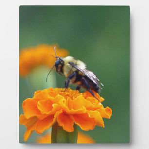 Plaque Photo Busy Bee