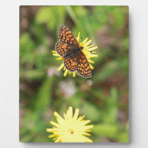 Plaque Photo Butterfly