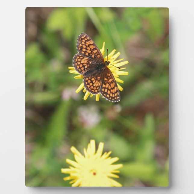 Plaque Photo Butterfly (Devant)