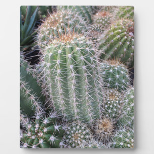 Plaque Photo Cactus