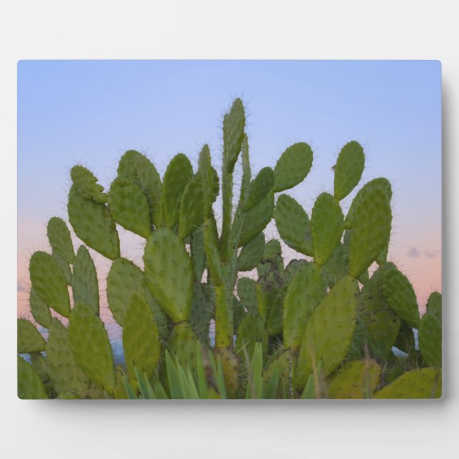 Plaque Photo Cactus et sisal en forêt sèche (Devant)
