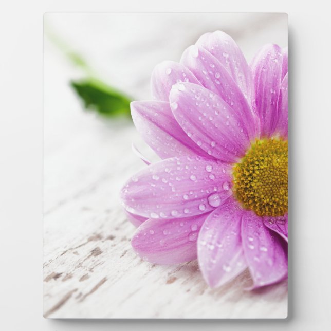 Plaque Photo cadeau fleur marguerite rose (Devant)